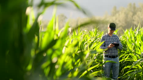 Farmer-using-digital-tablet-computer-cultivated-corn-plantation-in-background.-Modern-technology-application-in-agricultural-growing-activity-concept